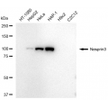 LifeSab™ SYNE3 Rabbit mAb (20 μl)