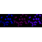LifeSab™ TRIM28 Rabbit mAb (20 μl)