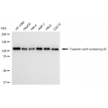 LifeSab™ TRIM28 Rabbit mAb (20 μl)