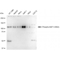 LifeSab™ Phospho-KAP1 (S824) Rabbit mAb (20 μl)