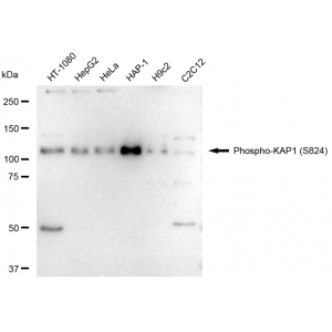 LifeSab™ Phospho-KAP1 (S824) Rabbit mAb (20 μl)