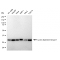 LifeSab™ CDK1 Rabbit mAb (20 μl)