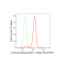 LifeSab™ XBP1 Rabbit mAb (20 μl)
