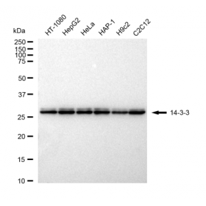 LifeSab™ YWHAB Rabbit mAb (20 μl)