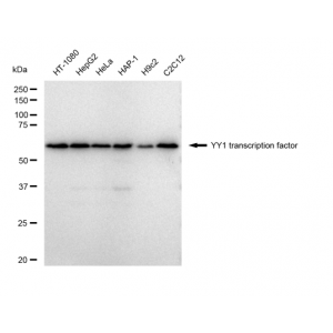 LifeSab™ YY1 Rabbit mAb (20 μl)
