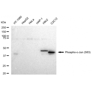 LifeSab™ Phospho-c-Jun (S63) Rabbit mAb (20 μl)