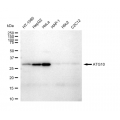 LifeSab™ ATG10 Rabbit mAb (20 μl)