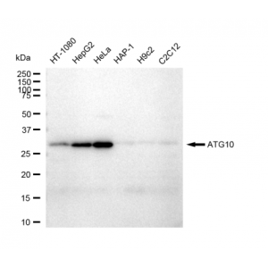 LifeSab™ ATG10 Rabbit mAb (20 μl)