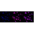 LifeSab™ BAG2 Rabbit mAb (20 μl)