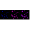 LifeSab™ BAG2 Rabbit mAb (20 μl)