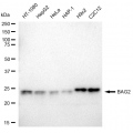 LifeSab™ BAG2 Rabbit mAb (20 μl)