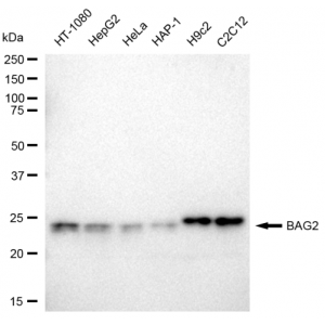 LifeSab™ BAG2 Rabbit mAb (20 μl)