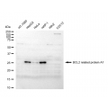 LifeSab™ BCL2A1 Rabbit mAb (20 μl)