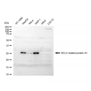 LifeSab™ BCL2A1 Rabbit mAb (20 μl)