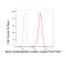 LifeSab™ BMP4 Rabbit mAb (20 μl)