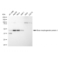 LifeSab™ BMP4 Rabbit mAb (20 μl)