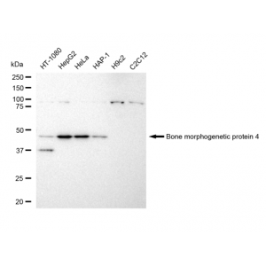 LifeSab™ BMP4 Rabbit mAb (20 μl)