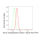 LifeSab™ BMP7 Rabbit mAb (20 μl)