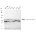 LifeSab™ BNIP1 Rabbit mAb (20 μl)