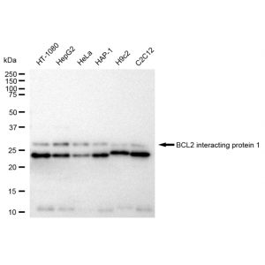LifeSab™ BNIP1 Rabbit mAb (20 μl)