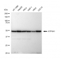 LifeSab™ ATP5A1 Rabbit mAb (20 μl)