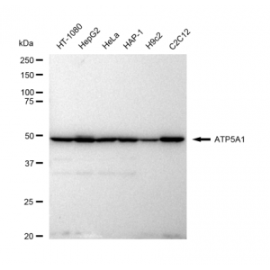 LifeSab™ ATP5A1 Rabbit mAb (20 μl)