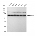 LifeSab™ ARNTL Rabbit mAb (20 μl)