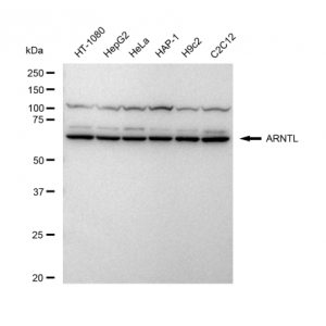 LifeSab™ ARNTL Rabbit mAb (20 μl)
