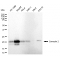 LifeSab™ CAV2 Rabbit mAb (20 μl)