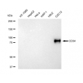 LifeSab™ CD34 Rabbit mAb (20 μl)