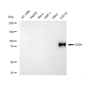 LifeSab™ CD34 Rabbit mAb (20 μl)
