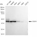 LifeSab™ CD274 Rabbit mAb (20 μl)