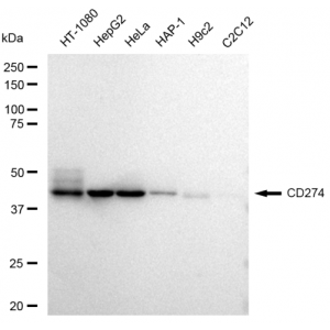 LifeSab™ CD274 Rabbit mAb (20 μl)