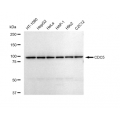 LifeSab™ CDC5 Rabbit mAb (20 μl)