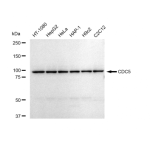 LifeSab™ CDC5 Rabbit mAb (20 μl)
