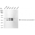 LifeSab™ CDCA3 Rabbit mAb (20 μl)