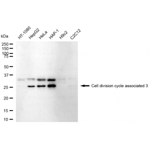 LifeSab™ CDCA3 Rabbit mAb (20 μl)