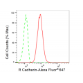 LifeSab™ CDH4 Rabbit mAb (20 μl)