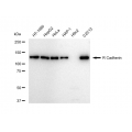 LifeSab™ CDH4 Rabbit mAb (20 μl)