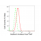 LifeSab™ CDH6 Rabbit mAb (20 μl)