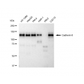 LifeSab™ CDH6 Rabbit mAb (20 μl)