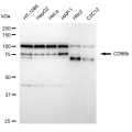 LifeSab™ CD66b Rabbit mAb (20 μl)