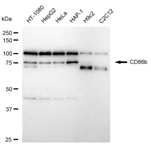 LifeSab™ CD66b Rabbit mAb (20 μl)
