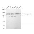 LifeSab™ CHGB Rabbit mAb (20 μl)