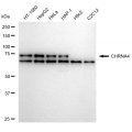 LifeSab™ CHRNA4 Rabbit mAb (20 μl)