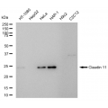 LifeSab™ CLDN11 Rabbit mAb (20 μl)