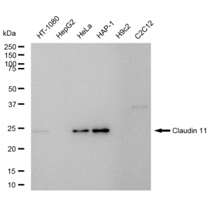 LifeSab™ CLDN11 Rabbit mAb (20 μl)