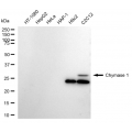 LifeSab™ CMA1 Rabbit mAb (20 μl)