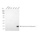 LifeSab™ COL11A1 Rabbit mAb (20 μl)