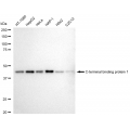 LifeSab™ CTBP1 Rabbit mAb (20 μl)